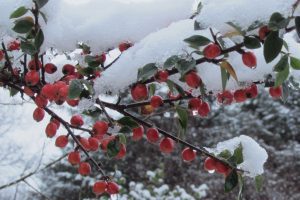 Red berries on a branch with snow - original photograph by Stella Irving Photography