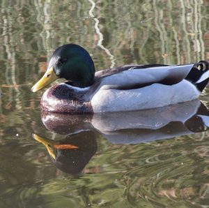 Mallard duck with rippled reflection - original photograph by Stella Irving Photography