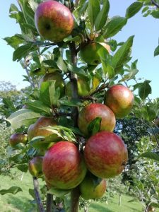 Delicious ripe apples on a tree - from Shandon Farm Juices and Jellies